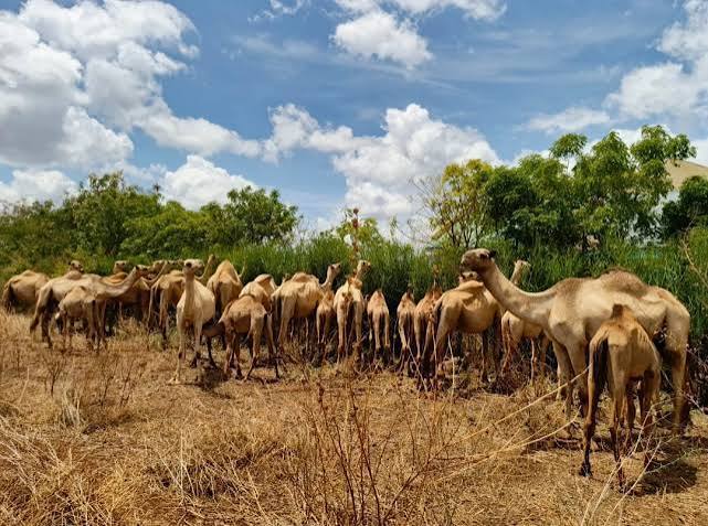 livestock goats cattle kenya trading